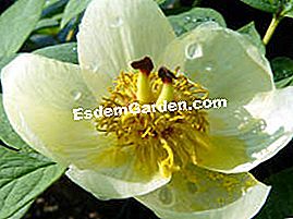 Tumbuhan segar di Saint-Jean de Beauregard - (segar) Paeonia japonica