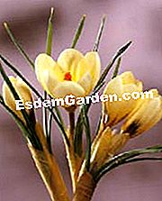 Virág ígéret - 2010. őszi-téli katalógus - virág Crocus krém szépség