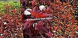 Virág ígéret - 2010. őszi-téli katalógus - ígéret Physocarpus opulifolius Arany Ördög