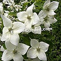 Virág ígéret - 2010. őszi-téli katalógus - 2010 Cornus kousa var. chinensis nagy csillag