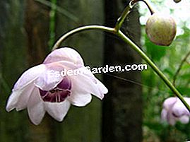 Rarità e collezioni in giardino: pelargoni, fichi e piante asiatiche - (piante) Anemonopsis macrophylla