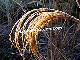 Rarità e collezioni in giardino: pelargoni, fichi e piante asiatiche - (rarità ) Miscanthus nepalensis