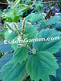 Rarità e collezioni in giardino: pelargoni, fichi e piante asiatiche - (collezioni) Boehmeria platanifolia