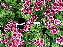 Rarità e collezioni in giardino: pelargoni, fichi e piante asiatiche - (rarità ) Pelargonium Planet Loïc