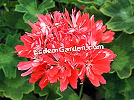 Rarità e collezioni in giardino: pelargoni, fichi e piante asiatiche - (giardino) Pelargonium Planet Coco