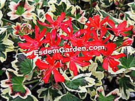 Rarità e collezioni in giardino: pelargoni, fichi e piante asiatiche - (rarità ) Pelargonium Bob Newing