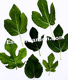 Rarità e collezioni in giardino: pelargoni, fichi e piante asiatiche - (fichi) Foglie di fico Madeleine di 2 stagioni
