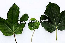 Rarità e collezioni in giardino: pelargoni, fichi e piante asiatiche - (fichi) Foglie di fico Dauphine
