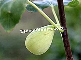 Rarità e collezioni in giardino: pelargoni, fichi e piante asiatiche - (fichi) Fig Dalmazia