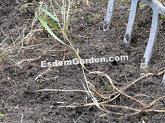Das Wurzelsystem Funktion Und Verschiedene Arten Von Wurzeln 🌿 Alles