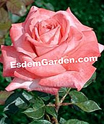 Rosiers Meilland: ์ฐธ์ 2010 - Rosiers Arthur Rimbaudยฎ Meilland