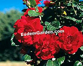 Rosiers Meilland: ์ฐธ์ 2010 - 2010 Negrescoยฎ Meilland