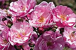 Rosiers Meilland: ์ฐธ์ 2010 - 2010 ๋ฃจ์ด์ค ๋ธ๋ ๋ฆฌ์ ยฎ ๋ฉ ๋๋