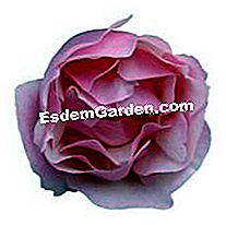 Rosiers: yang baru 2010 André Eve - (2010) Lijiang Rose