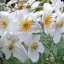 Rosiers: yang baru 2010 André Eve - (rosiers) R. Soulieana