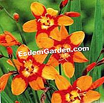 Becuri de vară: noutăți irezistibile din 2011 - (irezistibile) Crocosmia