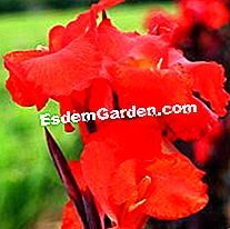 Mentol musim panas: barang baru Delbard 2010 - (delbard) Cannas Australia Delbard