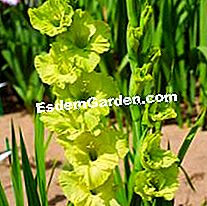 Mentol musim panas: barang baru Delbard 2010 - (mentol) Gladiolus Evergreen delbard
