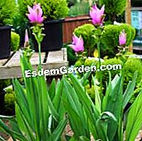 Mentol musim panas: barang baru Delbard 2010 - (musim) Turmeric alismatifolia Delebard