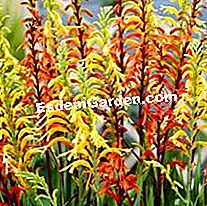 Mentol musim panas: barang baru Delbard 2010 - (musim) Chasmanthe floribunda dalam campuran Delbard