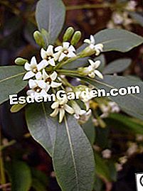 Fák és cserjék, amelyek gyorsan növekednek - cserjék Pittosporum truncatum