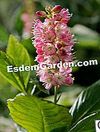 Fák és cserjék, amelyek gyorsan növekednek - amelyek Clethra alnifolia