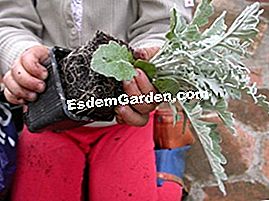 Ein Blumenkasten auf meiner Terrasse - (Blumen) Anlage entladen