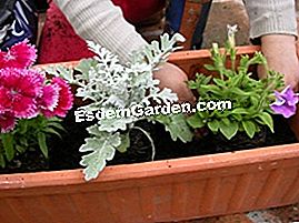 Ein Blumenkasten auf meiner Terrasse - (oder) Anlageninstallation: Ende