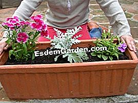 Ein Blumenkasten auf meiner Terrasse - (oder) Blumenkübel für die Terrasse