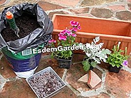 Ein Blumenkasten auf meiner Terrasse - (blumenkasten) Pflanzen und Material