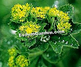 Išdėstykite tvenkinį su vandens augalais - arba Alchemilla mollis © D.R.