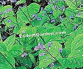 Išdėstykite tvenkinį su vandens augalais - tvenkinį Brunnera macrophylla