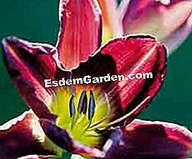 Išdėstykite tvenkinį su vandens augalais - augalais Hemerocallis © D.R.