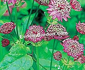 Išdėstykite tvenkinį su vandens augalais - arba Astrantia © D.R.