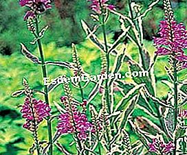 Išdėstykite tvenkinį su vandens augalais - augalais Physostegia virginiana © D.R.