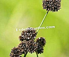 Išdėstykite tvenkinį su vandens augalais - augalais Juncus ensifolius © D.R.