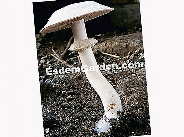 The kuning agaric (Agaricus xanthoderma), cendawan beracun - (xanthoderma) Agaric yellowing, danger danger! - J.M. Polèse.