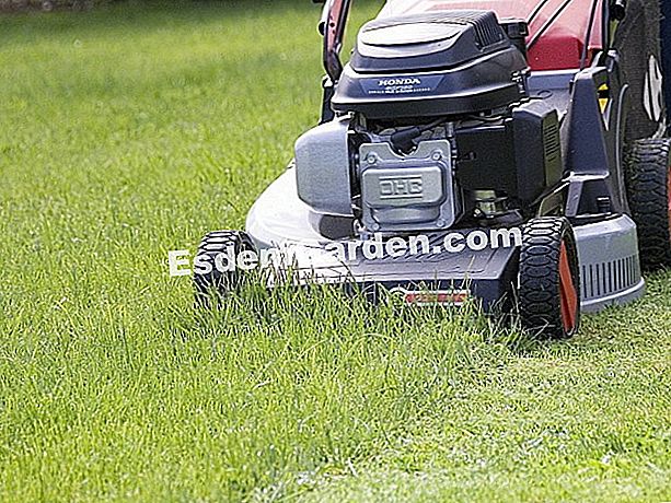 Keanekaragaman hayati: Memotong secara berbeza untuk rumput yang lebih hijau - (rumput) Potong rumput bermula di tengah-tengah kawasan turfed