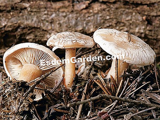 Kelembapan clitocybe (Clitocybe dealbata), kulat toksik - (toksik) Kelembapan clitocybe, bahaya perhatian! - J.M. Polèse.