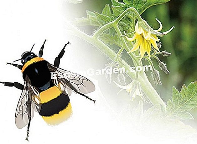 Bumblebee ilustrare