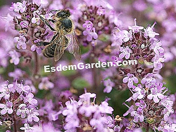 Пчела върху серполет от мащерка