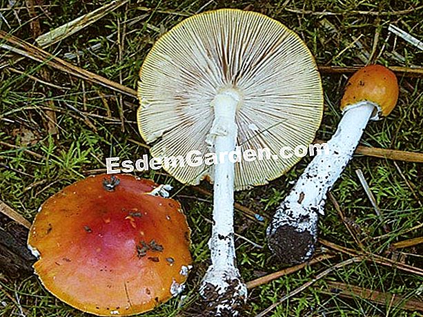 Musca agarica (Amanita muscaria), ciuperca mortala - (ciuperca) Zborul agaric zboară - J.M. Polèse.