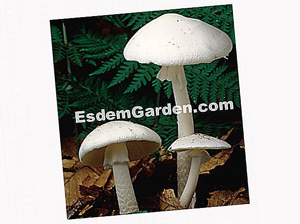 Amanita virosa (Amanita virosa): cendawan maut - (boleh) The virile amanita: perhatian, fana! - J.M Polèse