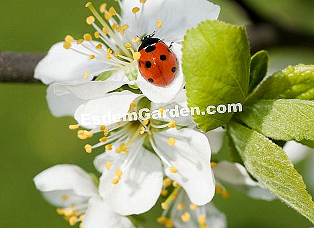 Cara menarik ladybugs - (ladybugs) Kumbang pada bunga prunus