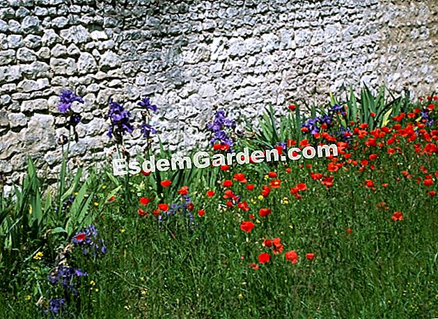 Un muro de piedra: fuente de biodiversidad en el jardín - (jardín) Amapolas e iris enormes frente a una antigua muralla - A. Delavie - EsdemGarden - Castillo de Rivau