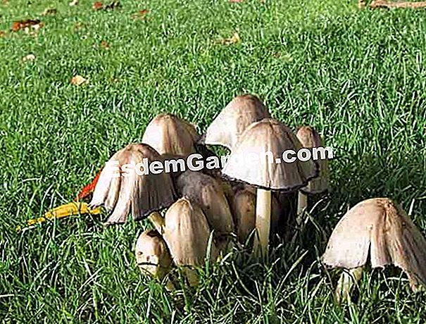 A kertek gomba - gomba A fekete tinta betakarítás kertekben, sűrű vagy nem sűrű csoportban gyümölcsöződik - F. Marre - esdemgarden.com- Le Bois Pinard