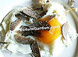 Jenis-jenis truffles Perancis dan lain-lain - (melanosporum) Tuber uncinatum - CCBY: nociveglia
