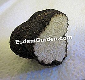 Jenis-jenis truffles Perancis dan lain-lain - (burgundy) Tuber aestivum - CCBY: dailylifeofmojo