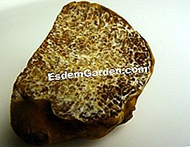 Jenis-jenis truffles Perancis dan lain-lain - (truffles) Tuber magnatum - CCBY: Bulan biru di matanya