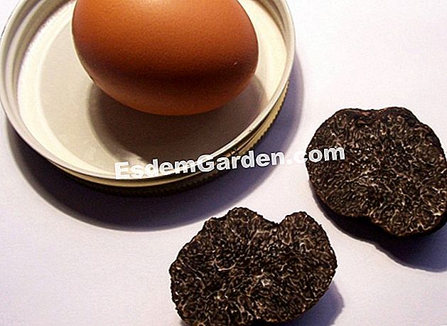 Jenis-jenis truffles Perancis dan lain-lain - (yang) Truffles Perancis - CCBY: e_calamar